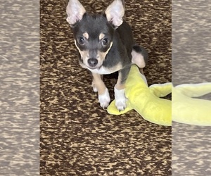 Chihuahua Puppy for sale in GAINESVILLE, VA, USA