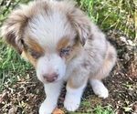 Small Photo #16 Australian Shepherd Puppy For Sale in MABEL, MN, USA