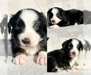 Miniature Australian Shepherd Puppy for sale in BROOKER, FL, USA