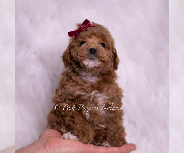 Medium Photo #2 Poodle (Toy) Puppy For Sale in WARSAW, IN, USA