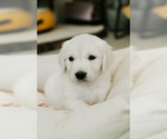 Puppy eep English Cream Golden Retriever