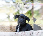 Small #1 Mutt