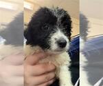Small #1 Border Collie Mix