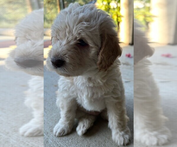 Medium Photo #17 Labradoodle Puppy For Sale in BOISE, ID, USA