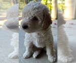 Small #16 Labradoodle