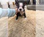 Small #6 Boston Terrier