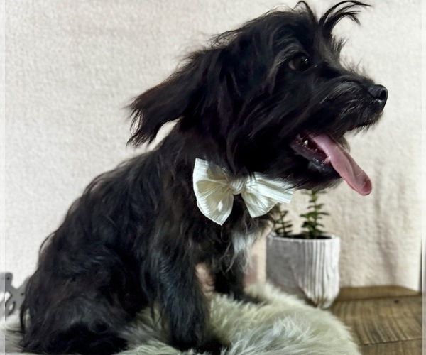 Medium Photo #8 YorkiePoo Puppy For Sale in NAPPANEE, IN, USA