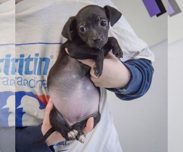 Medium Photo #3 Chiweenie Puppy For Sale in Huntley, IL, USA