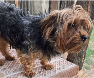 Mutt Dogs for adoption in San Antonio, TX, USA