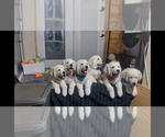 Small #1 English Cream Golden Retriever