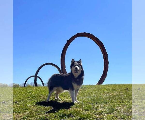 Medium Photo #4 Siberian Husky-Unknown Mix Puppy For Sale in Holly Springs, NC, USA