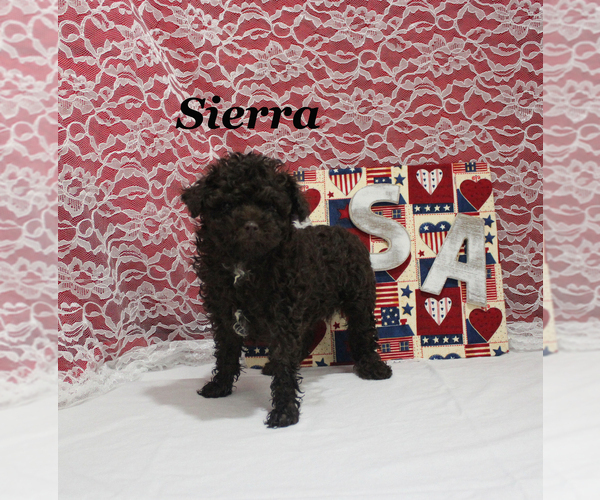Medium Photo #4 Poodle (Toy) Puppy For Sale in CHANUTE, KS, USA