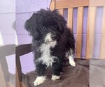 Small Photo #1 ShiChi Puppy For Sale in Genesee, WI, USA