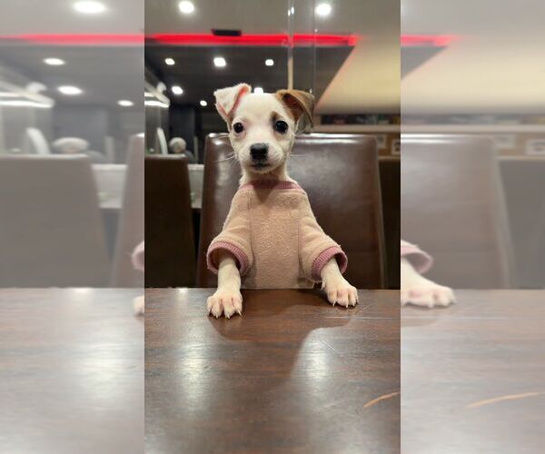 Medium Photo #4  Puppy For Sale in , 