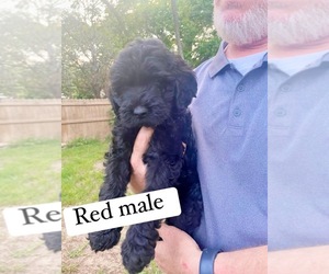 Goldendoodle-Poodle (Standard) Mix Puppy for sale in WEATHERFORD, TX, USA