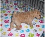 Small Photo #10 Schnoodle (Miniature) Puppy For Sale in ORO VALLEY, AZ, USA