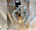 Small Photo #16 Labrador Retriever-Unknown Mix Puppy For Sale in Princeton, MN, USA