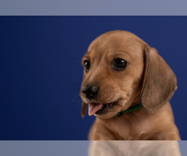 Medium Photo #24 Dachshund Puppy For Sale in CROWLEY, TX, USA