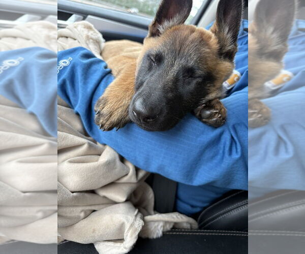 Medium Photo #4 Mutt Puppy For Sale in Imlay City, MI, USA