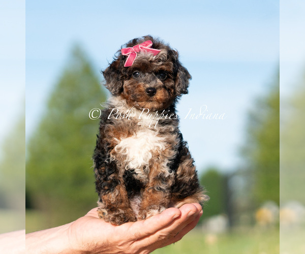 Medium Photo #1 Poodle (Miniature) Puppy For Sale in WARSAW, IN, USA