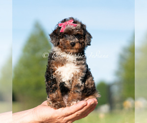 Medium Poodle (Miniature)