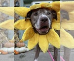 Small #1 American Pit Bull Terrier Mix