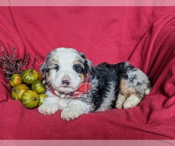 Medium Photo #5 Bernedoodle (Miniature) Puppy For Sale in COCHRANVILLE, PA, USA