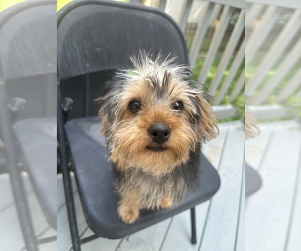 Medium Photo #1 Yorkshire Terrier Puppy For Sale in RICHMOND, VA, USA