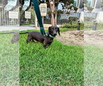 Small #2 Dachshund