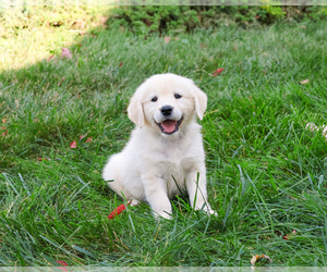 Golden Retriever Puppy for sale in SYRACUSE, IN, USA