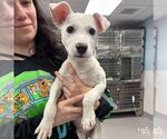 Small #1 Labrador Retriever Mix