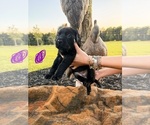 Small Photo #32 Labrador Retriever Puppy For Sale in GREENWOOD, SC, USA