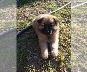 Chow Chow-German Shepherd Dog Mix Puppy for sale in BAY MINETTE, AL, USA
