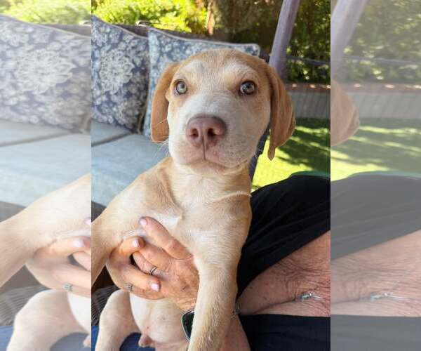 Medium Photo #4 Golden Labrador Puppy For Sale in Cave Creek, AZ, USA