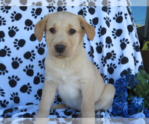 Golden Labrador Puppy for sale in SHILOH, OH, USA