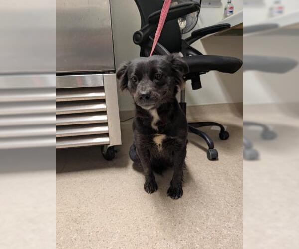 Medium Photo #1 Collie-Unknown Mix Puppy For Sale in Bakersfield, CA, USA