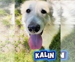 Small Great Pyrenees Mix