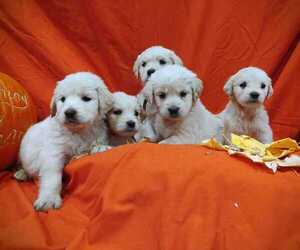 Golden Retriever Puppy for sale in EVERETT, WA, USA
