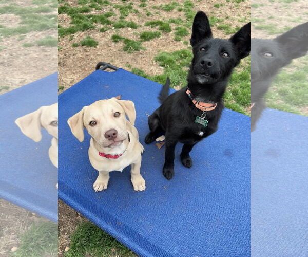 Medium Photo #2 - Mix Puppy For Sale in Greenville, SC, USA