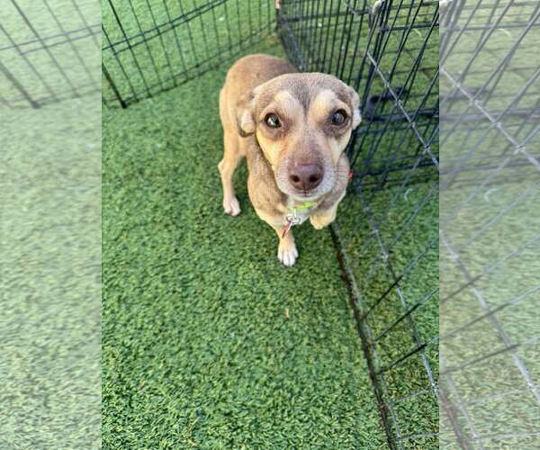 Medium Photo #3 Chihuahua-Unknown Mix Puppy For Sale in Tempe , AZ, USA