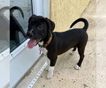 Small #2 Labrador Retriever Mix