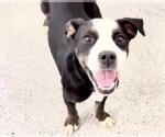 Small #1 Labrador Retriever Mix