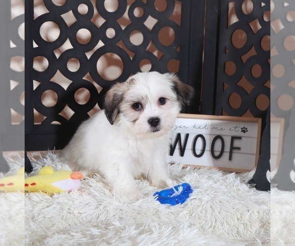 Medium Photo #2 Zuchon Puppy For Sale in MOUNT VERNON, OH, USA