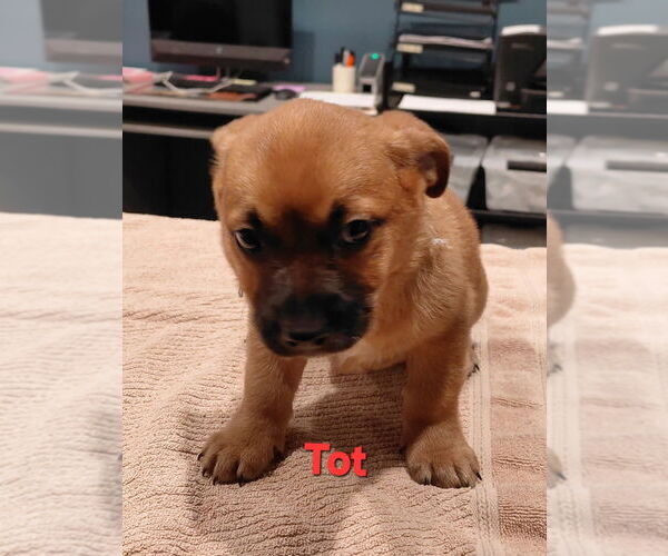 Medium Photo #3 Mutt Puppy For Sale in South Bend, IN, USA