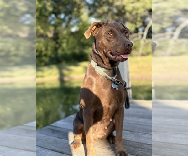 Medium Photo #3 Chocolate Labrador retriever-Unknown Mix Puppy For Sale in Brooklyn Center, MN, USA