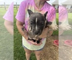 Small #7 American Bully