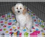 Small #6 Cavapoo-Poodle (Miniature) Mix