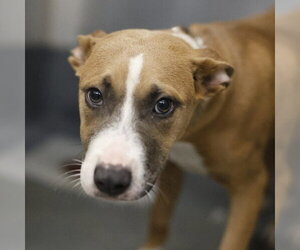 American Staffordshire Terrier-Unknown Mix Dogs for adoption in San Antonio, TX, USA