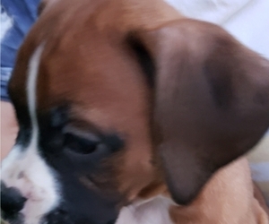 Boxer Puppy for Sale in DETROIT, Michigan USA