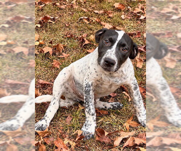 Medium Photo #1 Bassetdor Puppy For Sale in Southbury, CT, USA